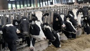 Trump's Immigration Stance Sparks Fear on US Farms