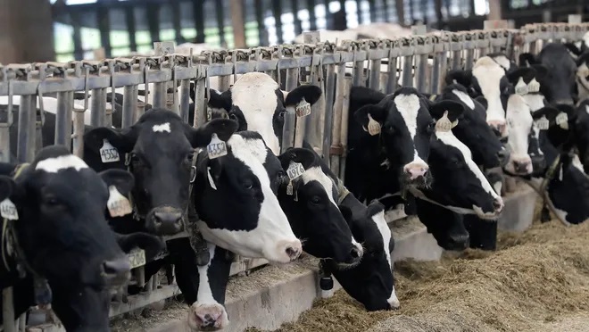 Trump's Immigration Stance Sparks Fear on US Farms