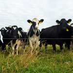 US Ag Faces Deficit, But Dairy Exports Sparkle
