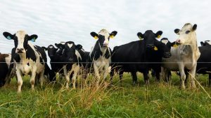 US Ag Faces Deficit, But Dairy Exports Sparkle