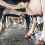 US Dairy's Hypocrisy Exposed Trade Report Slams Protectionism