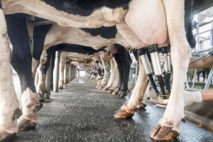 US Dairy's Hypocrisy Exposed Trade Report Slams Protectionism