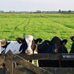United Dairy Unveils $2.3M Expansion, Boosting Ohio Dairy