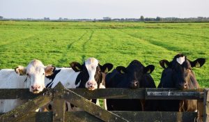 United Dairy Unveils $2.3M Expansion, Boosting Ohio Dairy