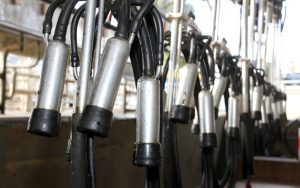 Visa Crunch Ahead NZ Dairy Faces Worker Exodus
