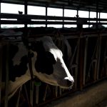 WI Budget Victory Dairy Sector Gets Mega Boost