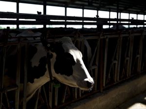 WI Budget Victory Dairy Sector Gets Mega Boost