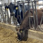 Wisconsin Dairy Cheers $500M+ Budget Boost