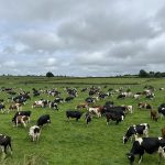 1000 Litres More How One Breed Is Thriving in the Heat