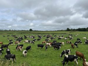 1000 Litres More How One Breed Is Thriving in the Heat