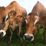 A Bold Plan to Secure Australia's Dairy Future