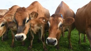 A Bold Plan to Secure Australia's Dairy Future