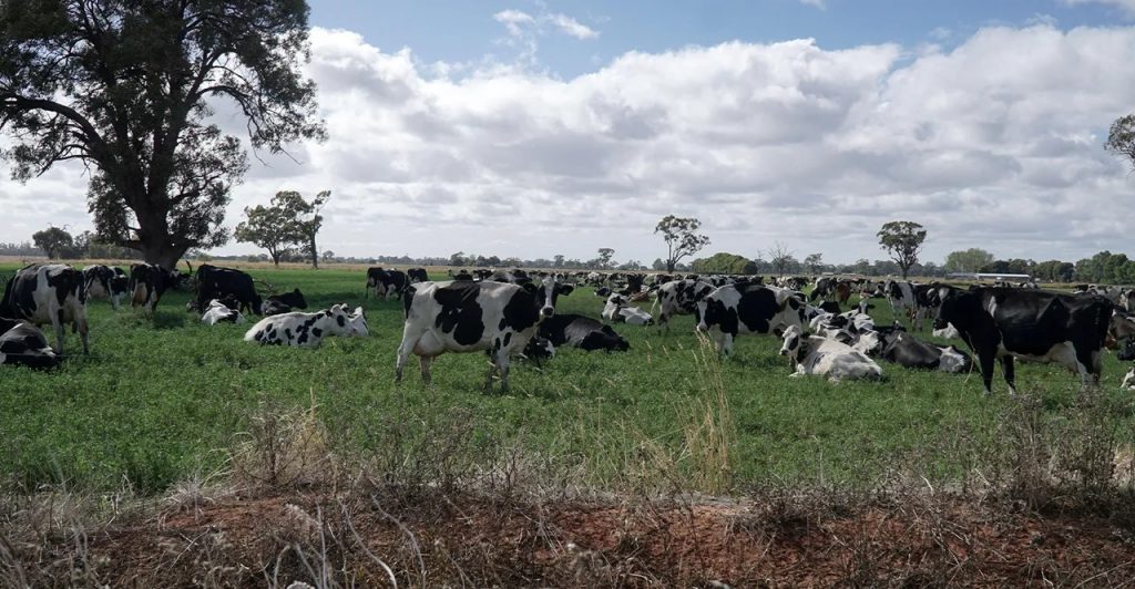A Climate Solution Is Hiding in Manure Lagoons