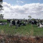 A Climate Solution Is Hiding in Manure Lagoons