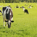 A Life of Pride and Purpose on a Wisconsin Dairy Farm