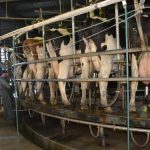 Australian Dairy Season A Tale of Two Climates