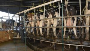Australian Dairy Season A Tale of Two Climates
