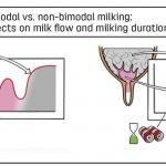 Bimodality Explained Is Your Dairy Farm at Risk1