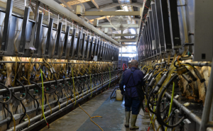 California Dairy Legacy, Commitment and Uncertain Futures