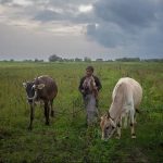 Cows' Milk Sparks a US-India Trade War