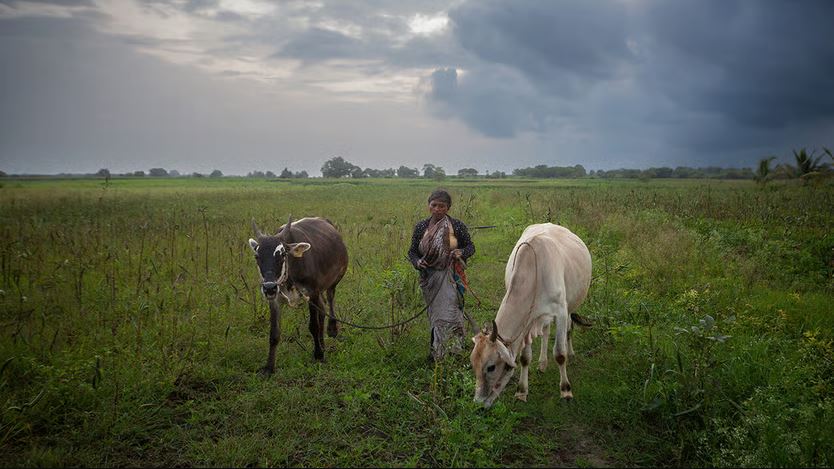 Cows' Milk Sparks a US-India Trade War