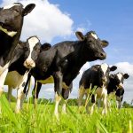 Dairy Heifer Prices Explode to Historic Highs