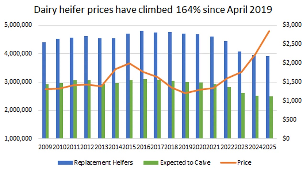 Dairy Heifer Prices Explode to Historic Highs1