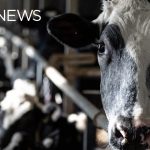 Dairy industry falls under CUSMA, but Trump has called that deal unfair