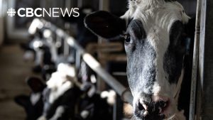 Dairy industry falls under CUSMA, but Trump has called that deal unfair