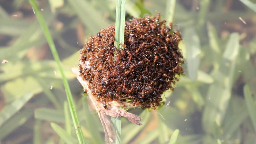 Fire Ant Invasion Threatens Australian Dairy Farms