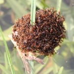 Fire Ant Invasion Threatens Australian Dairy Farms