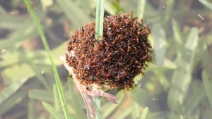 Fire Ant Invasion Threatens Australian Dairy Farms