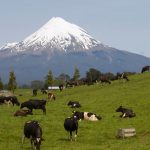 Fonterra's Eltham Upgrade Fuels 200M Burgers, 40M Pizzas