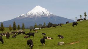 Fonterra's Eltham Upgrade Fuels 200M Burgers, 40M Pizzas