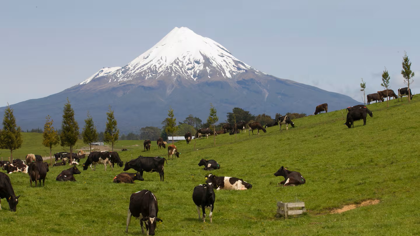 Fonterra's Eltham Upgrade Fuels 200M Burgers, 40M Pizzas