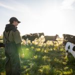 Global Dairy Prices Fall as Supply Surges