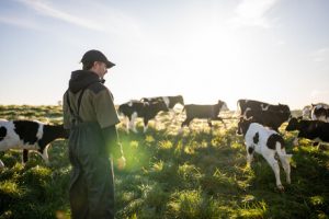 Global Dairy Prices Fall as Supply Surges