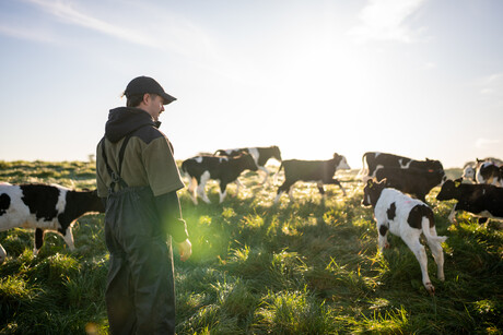 Global Dairy Prices Fall as Supply Surges