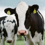 Global Dairy Top 20 Report