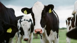 Global Dairy Top 20 Report