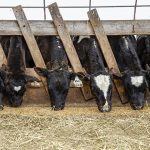 Heifer Shortage Threatens Future Milk Supply