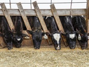 Heifer Shortage Threatens Future Milk Supply