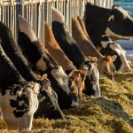 Heifer Shortage Threatens U.S. Dairy Future