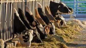 Heifer Shortage Threatens U.S. Dairy Future
