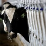 July report on dairy cows culled for beef