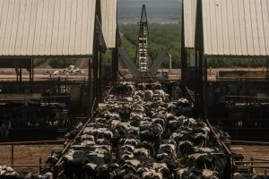 Mapped California Has Most Cattle Feedlots in U.S.