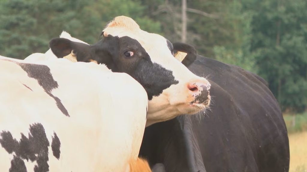 N.S. dairy farmer reacts to Trump's criticisms