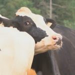 N.S. dairy farmer reacts to Trump's criticisms