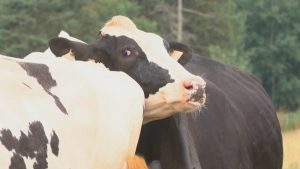 N.S. dairy farmer reacts to Trump's criticisms
