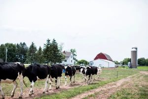 New Mexico Dairy Farmers Win $34M Antitrust Deal